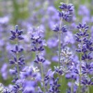 New Munstead Lavender Non Gmo Heirloom 100 Seeds Great For Baking Fresh Garden