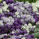 Sweet Alyssum Color Mix Flower 200 + Pure Seeds Purple White Lilac Fresh Garden