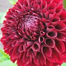 Dark Red Ballet Dahlia Rare Flower Exotic Plant 50 Pure Seeds Fresh Garden