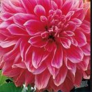 Red Yellow Tip Dahlia Rare Flower Exotic Plant 50 + Pure Seeds Fresh Garden