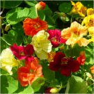 Jewel Mix Nasturtium (Tropaeolum Nanum) Non Gmo 400 Pure Seeds Fresh Garden