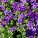 Blue Skies Phlox Beauty Blue & Clary Sage Non Gmo 200 + Pure Seeds Fresh Garden