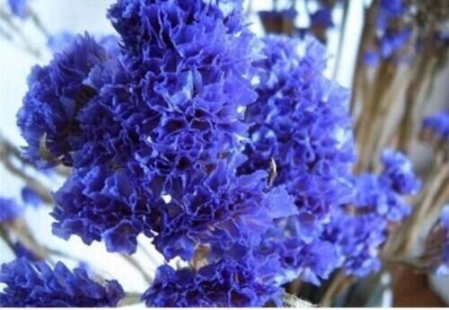 Purple Violet Crape Myrtle Flower Exotic Tree Plant 25 Pure Seeds Fresh Garden