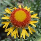 Blanketflower Red Dome Gaillardia Native Wildflower Non Gmo 300 Seeds Fresh Garden