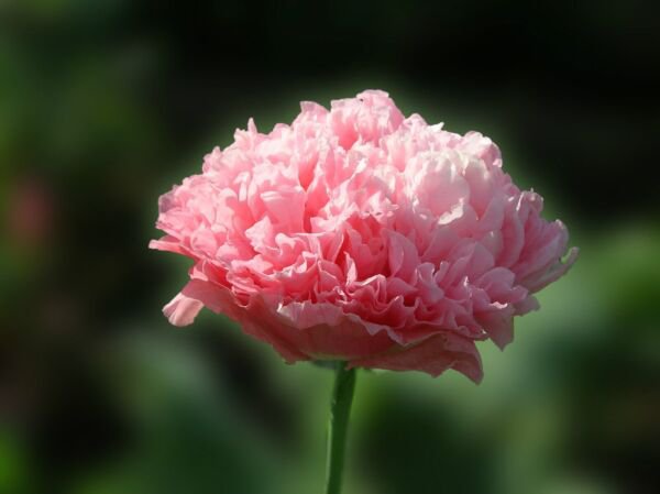 Peony Salmon 100 Pure Seeds Fresh Garden