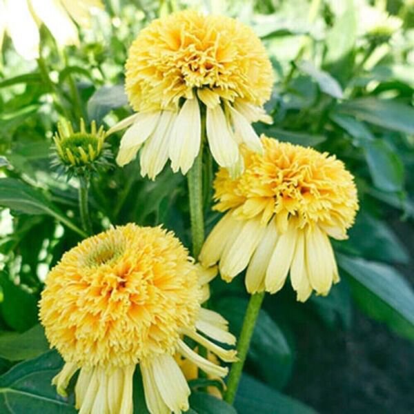 Lemon Drop Coneflower 50+ Pure Seeds Echinacea Perennial Flowers Flower Fresh Garden