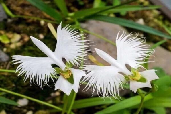 Heirloom White Orchid Flower 200 Pure Seedbeautiful White Japanese Egret Orchid Fresh Garden