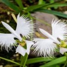 Heirloom White Orchid Flower 200 Pure Seedbeautiful White Japanese Egret Orchid Fresh Garden
