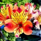 Yellow Orange Alstroemeria Flower 100 Pure Seeds Peruvian Lily Flowers Fresh Garden