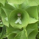 Bells Of Ireland Moluccella Laevis Shell Green White Flower 100 Pure Seeds Fresh Garden