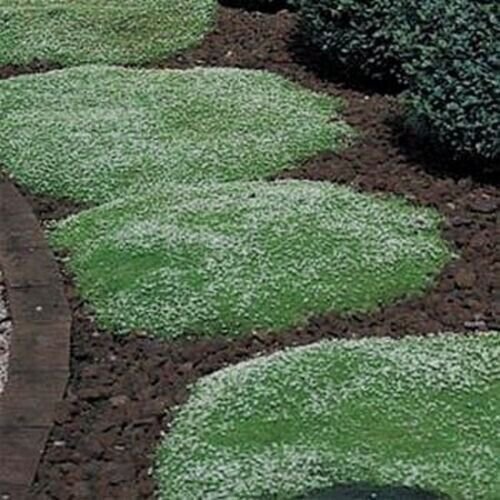 Irish Moss 200 Pure Seeds Fresh Garden