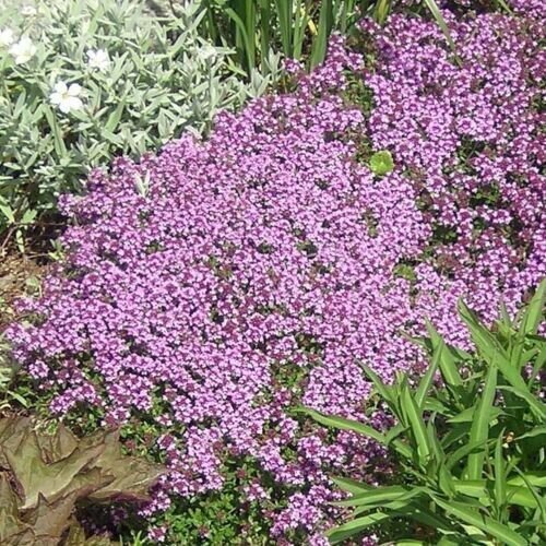 Purple Creeping Thyme Flower 1000 Pure Seeds Fresh Garden
