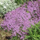 Purple Creeping Thyme Flower 1000 Pure Seeds Fresh Garden