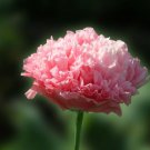 200 Poppy Seeds Antique Rose Poppies Fresh Garden