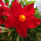 Platycodon Red Balloon Flowers Perennial Flower 50 Pure Seeds Fresh Garden