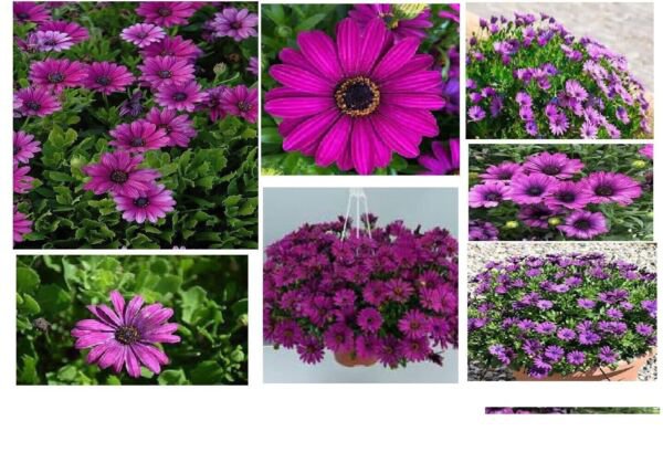 Purple African Purple Daisy 100 Pure Seeds Fresh Garden