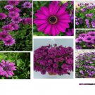 Purple African Purple Daisy 100 Pure Seeds Fresh Garden