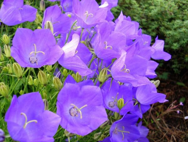 Bellflower Tussock (Campanula) Lavender Blue Flower 600 Pure Seeds Fresh Garden