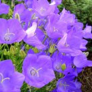 Bellflower Tussock (Campanula) Lavender Blue Flower 600 Pure Seeds Fresh Garden