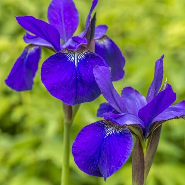 Purple Iris Flower 50 Pure Seeds Fresh Garden