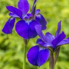 Purple Iris Flower 50 Pure Seeds Fresh Garden