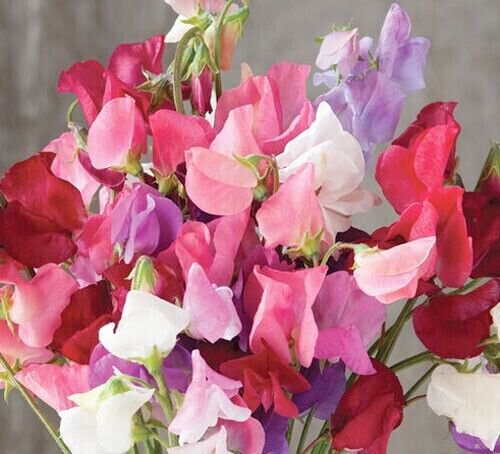 Sweet Pea Seed Mix 50 Pure Seeds Fresh Garden
