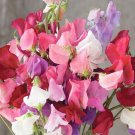 Sweet Pea Seed Mix 50 Pure Seeds Fresh Garden