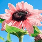 Pink Sunflowers Rare Planting 25+ Pure Bonsai Flower Organic Fresh Garden