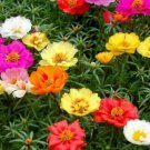 Moss Rose 500+ Pure Seeds Portulaca Double Mix Flower Fresh Garden