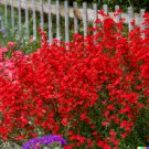 Red Hummingbird Flower 100 + Pure Seeds Scarlet Gilia Rubra Wildflower Fresh Garden
