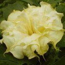 Mellow Yellow Angel Trumpet 50+ Pure Seeds Flowers Seed Flower Brugmansia Datura Fresh Garden