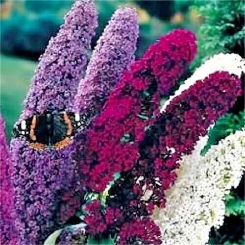 Mixed Colors Butterfly Bush Buddleia Davidii Flower 100 Pure Seeds Fresh Garden