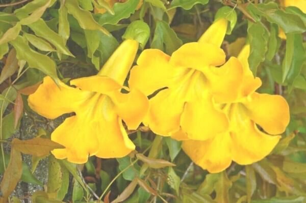 Cat'S Claw Creeper Dolichandra Unguis Cati 50+ Pure Seeds Fresh Garden