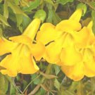Cat'S Claw Creeper Dolichandra Unguis Cati 50+ Pure Seeds Fresh Garden