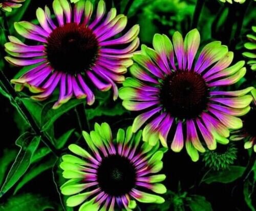 Green Purple Cone Flowers Flowers Easy To Grow 50+ Pure Seeds Fresh Garden