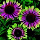 Green Purple Cone Flowers Flowers Easy To Grow 50+ Pure Seeds Fresh Garden