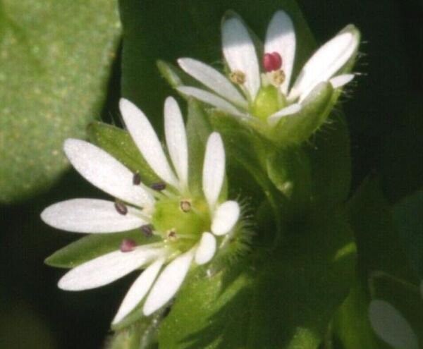 Chickweed Stellaria Media Non Gmo Medicinal And Edible Plant 50+ Pure Seeds Fresh Garden