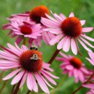 Echinacea Angustifolia 50 Pure Seeds Seedsorganic Fresh Garden