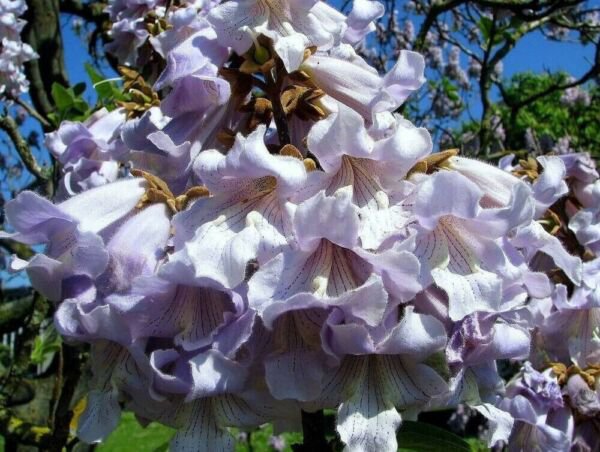 Princess Tree Paulownia Tomentosa 600 Pure Seeds. Fresh Garden