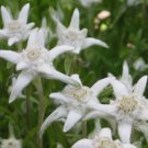 Leontopodium Alpinum 600 Pure Seeds Seeds Edelweiss Seeds Fresh Garden