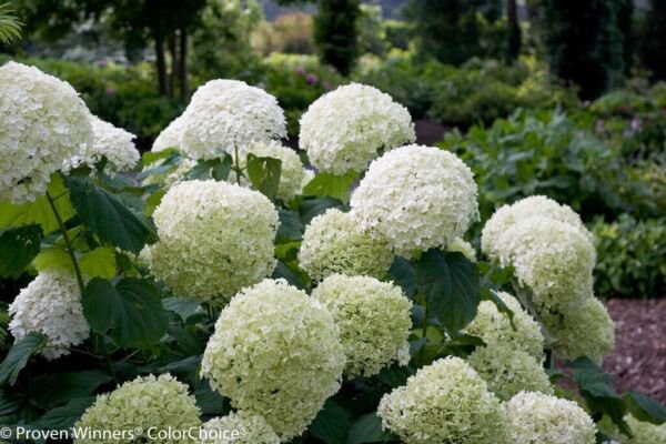 50 Pure Seeds Hydrangea Perennial Huge Flowers White Fresh Garden