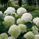 50 Pure Seeds Hydrangea Perennial Huge Flowers White Fresh Garden