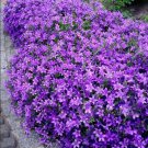 Lavender 100 Pure Seedmunstead Perennial Container Medicinal Non Gmo. Fresh Garden
