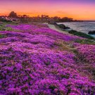 Italian Lavender Seeds Non Gmo Herb Seeds 50 Pure Seeds Fresh Garden
