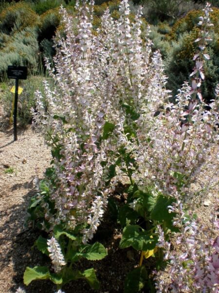 Clary Sage 100 Pure No Fillers Seeds Salvia Sclarea Non Gmo Medicinal Herb Fresh Garden