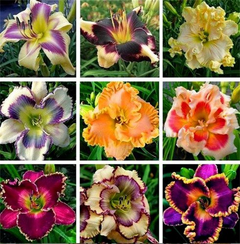 Daylily Hybrid Flowers Hemerocallis 100 Pure Seeds Mixed Color Fresh Garden
