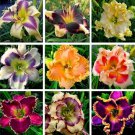 Daylily Hybrid Flowers Hemerocallis 100 Pure Seeds Mixed Color Fresh Garden