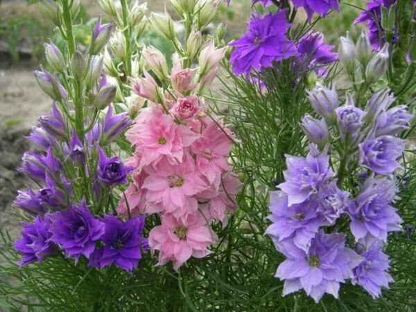 Delphinium Subalpine Larkspur Dwarf Mix Flower Annual Outdoor Cut 100 Pure Sees Fresh Garden