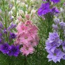 Delphinium Subalpine Larkspur Dwarf Mix Flower Annual Outdoor Cut 100 Pure Sees Fresh Garden