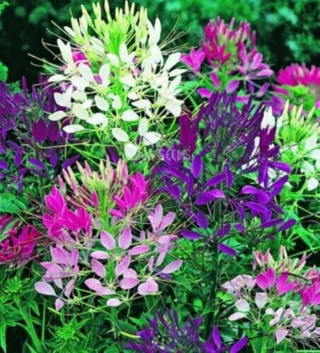 50 Pure Spider Flower Cleome Plant Mix Annual Outdoor Planting Outdoor Fresh Garden